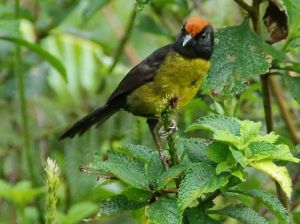 黑臉藪雀 黑臉藪雀