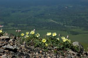 長白山罌粟(圖3)