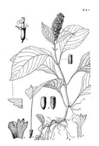 鱗果草屬 鱗果草屬