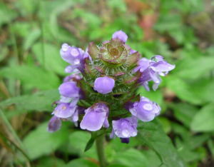 岷山報春 岷山報春