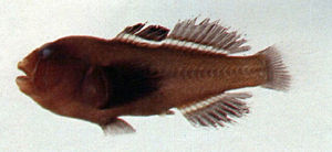 眼帶葉鰕虎魚 眼帶葉鰕虎魚