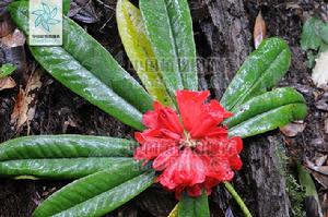 團花杜鵑 團花杜鵑