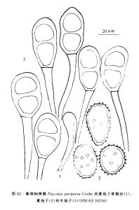 台灣柄鏽菌 台灣柄鏽菌