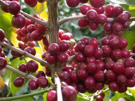 卡蒂姆CIFC7963 卡蒂姆CIFC7963