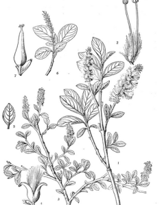 歐越桔柳 歐越桔柳