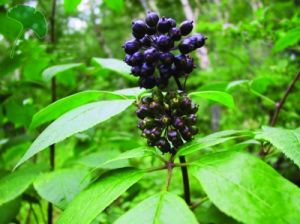 刺五加組 刺五加組