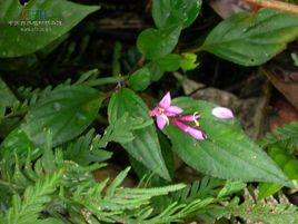 翅莖蜂鬥草[翅莖蜂鬥草]