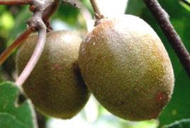 水城猴場紅心獼猴桃 水城猴場紅心獼猴桃