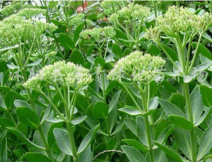 多花沿階草 多花沿階草