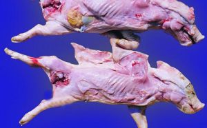 豬弓形蟲病 豬弓形蟲病