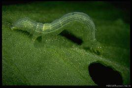 粉紋夜蛾 粉紋夜蛾