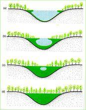 原生演替中的水生演替