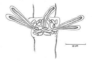 短毛仙菜 短毛仙菜