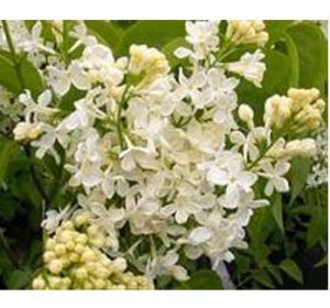 白花小葉藍丁香 白花小葉藍丁香