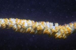 黑角珊瑚 黑角珊瑚