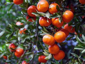 合川大紅袍 合川大紅袍