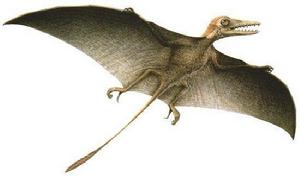 多毛鬼魂翼龍 多毛鬼魂翼龍