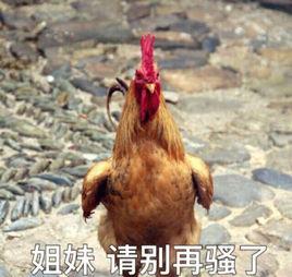 雞籠警告 雞籠警告