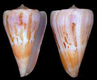 瓜希拉芋螺 瓜希拉芋螺