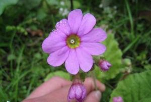 灰綠報春 灰綠報春