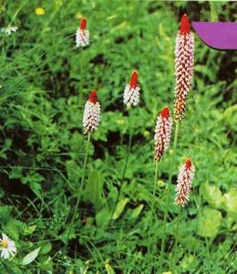 塔序穗花報春 塔序穗花報春