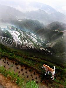 科迪勒拉水稻梯田