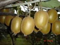 國際品種海沃德