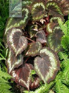 蟆葉海棠 蟆葉海棠