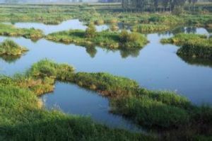 陳村分洪道 陳村分洪道