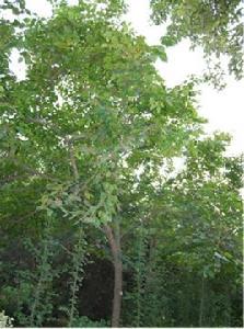 枳椇[鼠李目鼠李科植物]