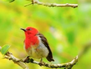 紅巾攝蜜鳥 紅巾攝蜜鳥