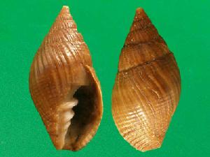 小粗齒蛹筆螺 小粗齒蛹筆螺