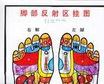腳部反射區掛圖 腳部反射區掛圖