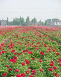 張巨鄉花卉種植