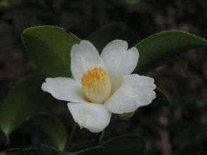 台灣肖菝葜 台灣肖菝葜