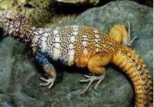 賓士刺尾蜥 賓士刺尾蜥