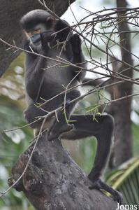 黑腿白臀葉猴 黑腿白臀葉猴