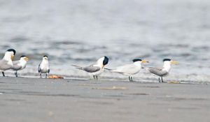 鳳頭燕鷗屬 鳳頭燕鷗屬