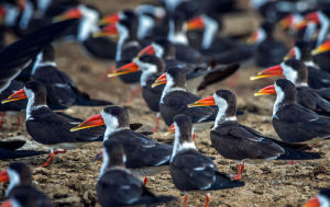 非洲剪嘴鷗 非洲剪嘴鷗