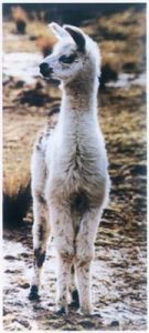 駝羊雌獸忠於頭獸(圖)