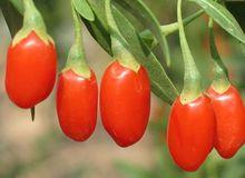 玫瑰茄固體飲料