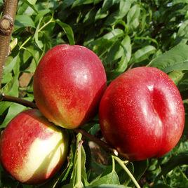 中油桃8號 中油桃8號