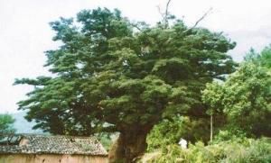 羅漢松屬 羅漢松屬