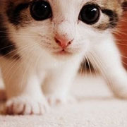 管理員irisr頭像