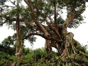 彎角山村 彎角山村
