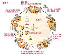 細菌細胞中糖的磷酸化運輸
