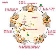 細菌細胞中糖的磷酸化運輸