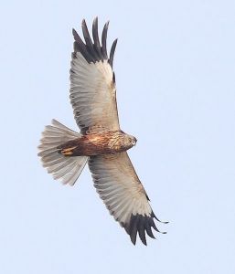 白頭鷂 