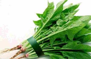 菠菜[草本植物]