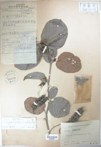 腺蠟瓣花 腺蠟瓣花